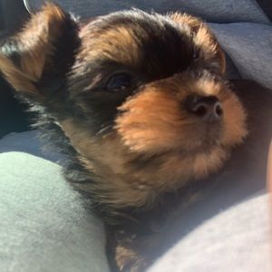 Meet your Posher, Isabella